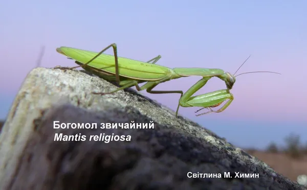 На Волині активно розмножується величезна африканська комаха (фото)