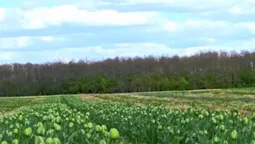 «Волинська Голландія» відкриється 6 травня (відео)