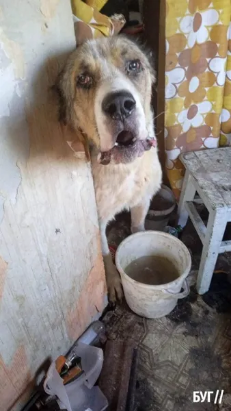 Прив'язав до плити та морив голодом: на Волині чоловік знущався з собак (фото, відео)