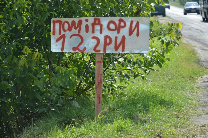 Під Луцьком – плантація дешевих помідорів