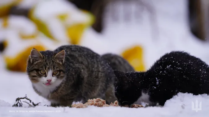 🐈Пухнасті муркотики з волинської бригади попозували для мімішних фото