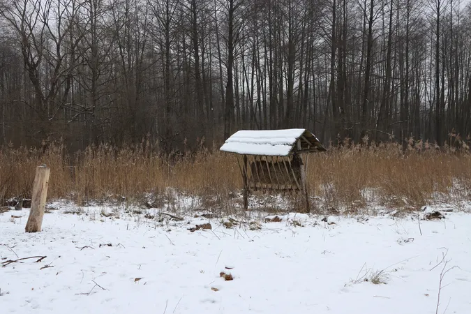 На Волині порахували зубрів і зубренят (фото)