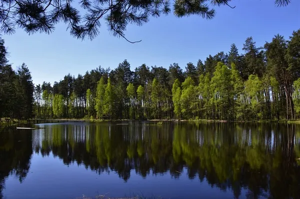 Озеро-кит посеред лісу: де ховається справжнє природне диво (фото)