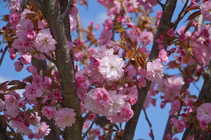 🌸 Неймовірне видовище: у місті на Волині розцвіли сакури (фото)