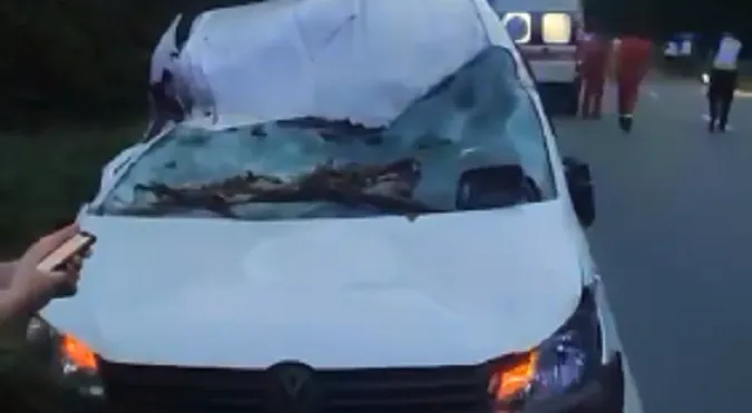 На Волині на трасі дерево впало на авто: подробиці
