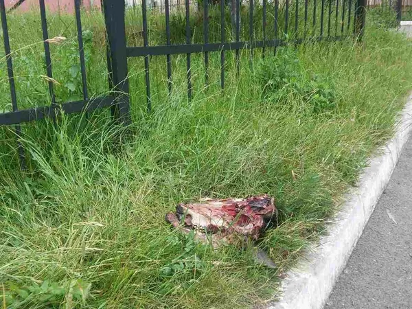 У Луцьку просто на вулицю викинули голови тварин (фото, відео 18+)