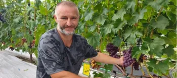 Створили «маленький Крим»: як родина з Волині вирощує 50 сортів винограду (фото, відео)