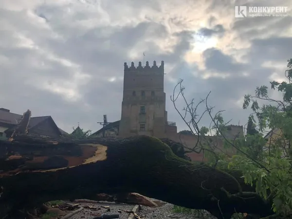 У Луцьку негода знищила Лесин ясен (фото, відео)