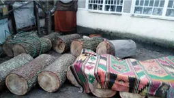На подвір’ї у волинянина знайшли 31 колоду краденого дуба (фото)