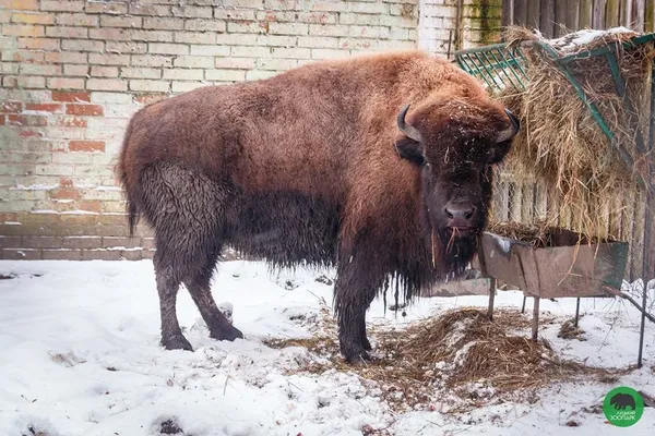 Як зимують мешканці Луцького зоопарку (фото) 