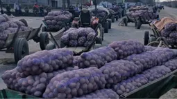 «Аби не викидати»: на Волині селяни змушені віддавати картоплю за безцінь