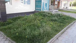 У Луцьку видавали приписи за кульбаби на газонах (фото)