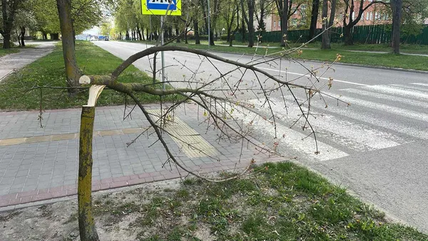 Сакури під прицілом: у Володимирі завівся «деревний маніяк» (фото)