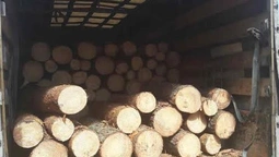 На Волині затримали бус  із "нікому не потрібною" деревиною (фото)