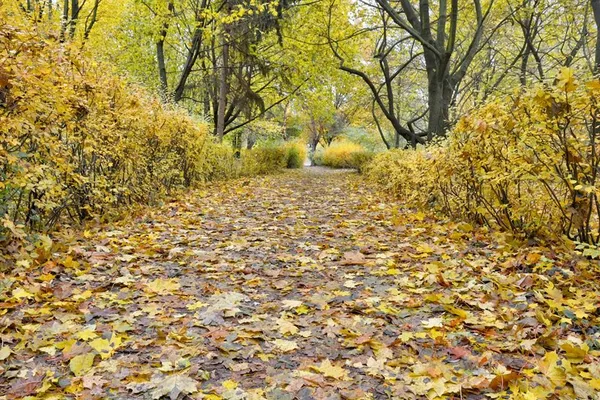 Луцький фотограф показав фантастичну «золоту» осінь (фото)