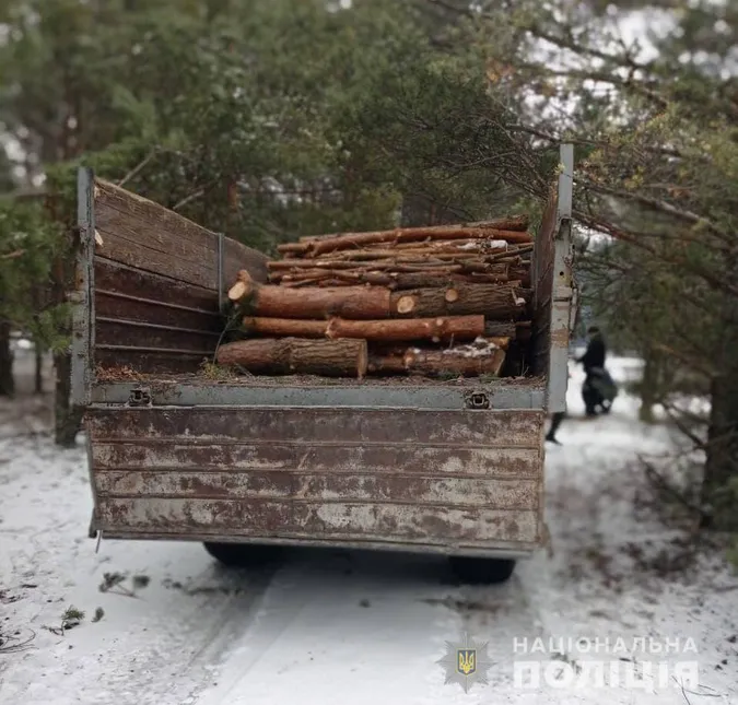 У лісі на Волині зрубали 59 сосен (фото, відео)