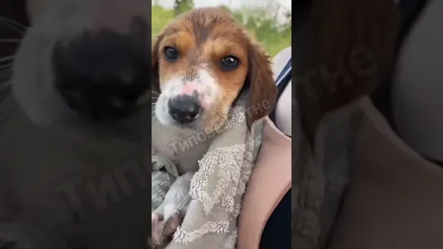 На Волині з болота витягнули цуценя у зав’язаному мішку (відео)