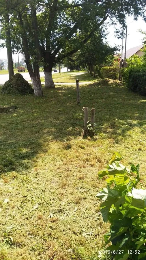 У Луцьку покарали чоловіка, який незаконно зрізав дерева (фото)