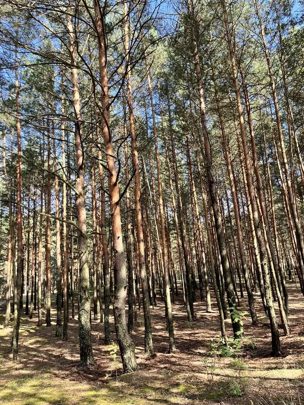 Ніжна, як молоко: на Волині є озеро зі «срібною» водою (фото)