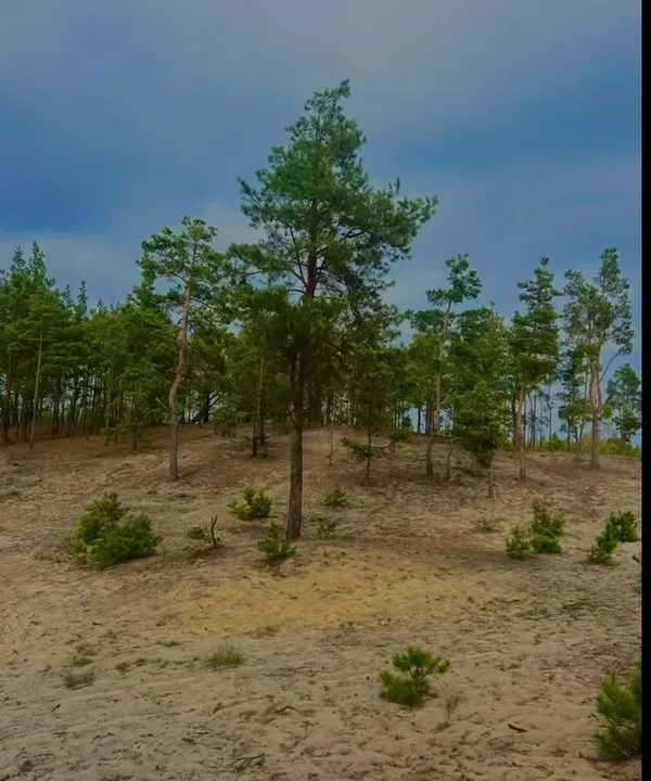 На Поліссі серед боліт ховається унікальна гора, витоптана козаками