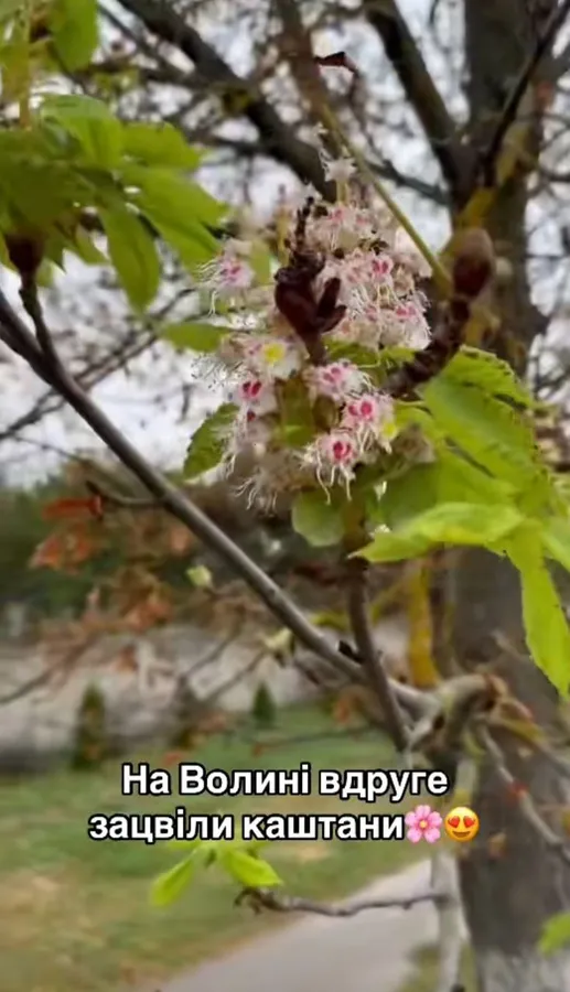 Аномалія природи: на Волині вдруге розцвіли каштани