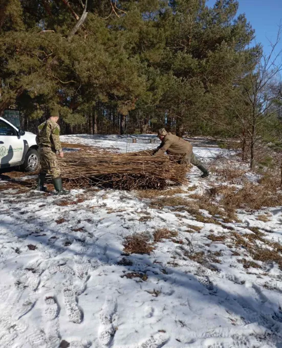В нацпарку на Волині заготовляють очерет: для чого він потрібен (фото)