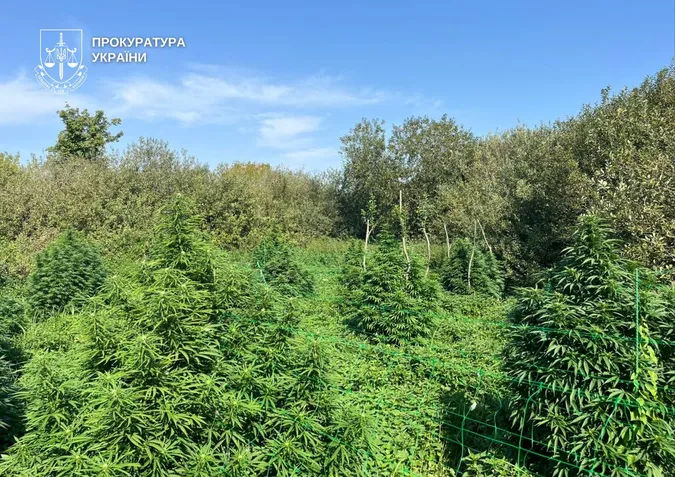 Вилучили 4 кг канабісу та гранату: на Волині судять небезпечну наркобанду