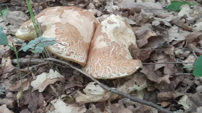 У лісі під Луцьком вже знаходять гігантські гриби (фото)