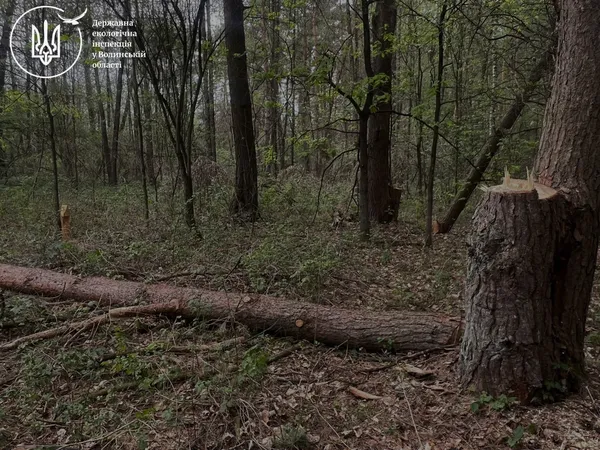 На Ковельщині знайшли масштабну незаконну рубку лісу (фото)