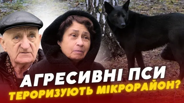 Зграї агресивних собак тримають у страху цілий мікрорайон у Луцьку (відео)