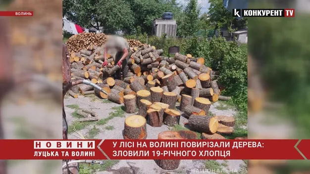 За крадіжку деревини юний волинянин може втрапити до в'язниці (відео)
