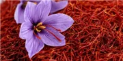 4 євро за один грам: як на Волині вирощують найдорожчу спецію у світі (фото, відео)