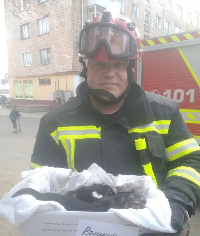 Луцькі надзвичайники врятували зі земляної пастки сімейку цуценят (відео)