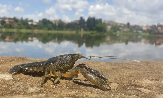 На Волині закінчилася заборона на вилов раків