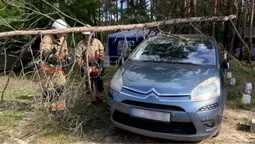 У селі на Волині дерево впало на легковик: на місце викликали рятувальників (фото)