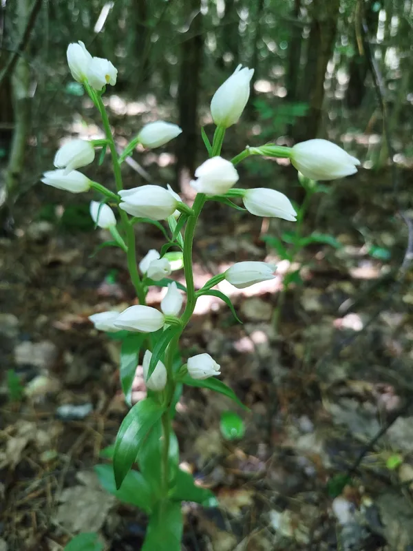 Булатка великоквіткова
(Cephalanthera damasonium)