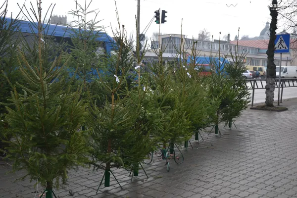 Ялини, сосни та карпатські ялиці: скільки коштують живі дерева на Старому ринку