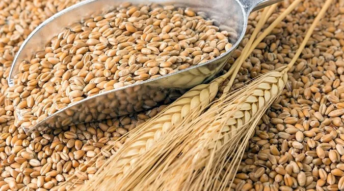 Приблизно 15 млн тонн: у Мінагрополітики оцінили втрати експорту агропродукції