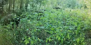 Господарюють у хащах: фотопастка у нацпарку «Пуща Радзівіла» впіймала сімейство свиней (фото)
