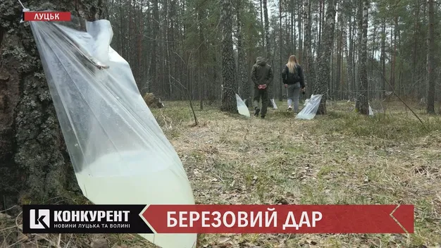 Корисний і без ГМО: як у Маневицькому лісгоспі видобувають та консервують березовий сік (відеорепортаж)