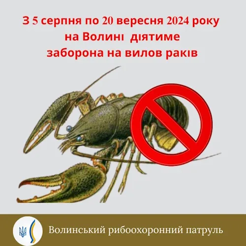 На Волині заборонять ловити раків, поки вони вразливі