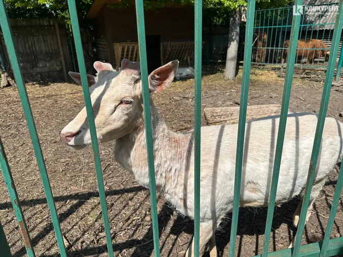 Кого можна зустріти у Луцькому зоопарку у вихідні дні (фото)