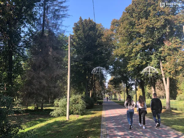 Клімат змінюється: чому Волинь втрачає дерева