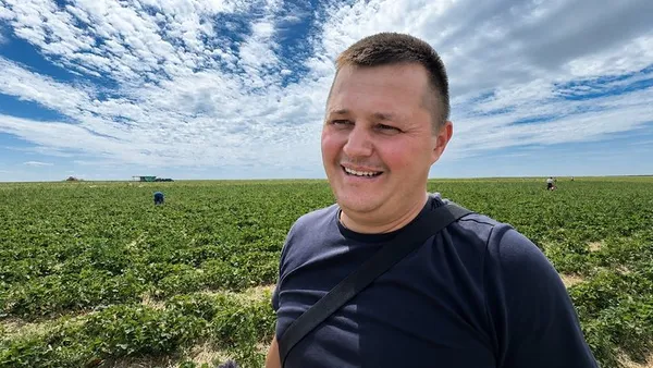 «Полуничний рай» Волині: у селі Хорохорин триває сезон збору ягід (фото, відео)