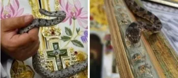 Змії щороку приходять до храму: у Греції на Успіння відбувається загадкове явище (фото)