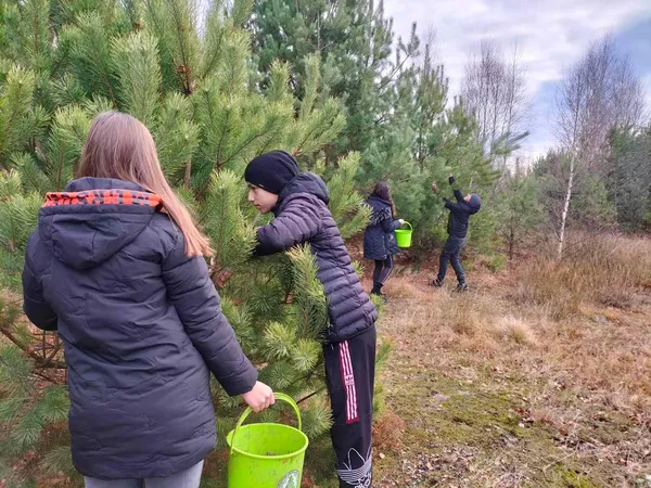 В лісництві на Волині зібрали понад 3 тонни соснових шишок (фото)