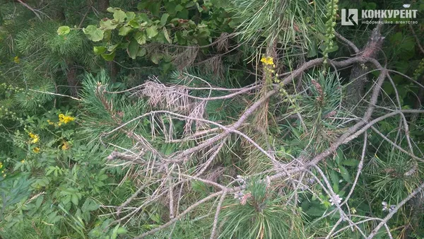 Ліс на Волині гине: його нищать шкідники і недосконалі закони