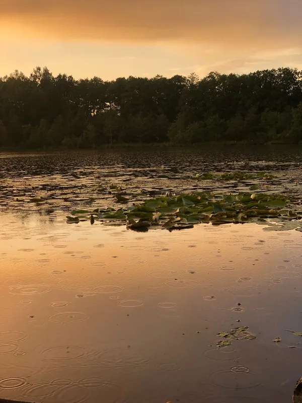 На Волині є унікальне крихітне озеро з золотистою водою (фото)
