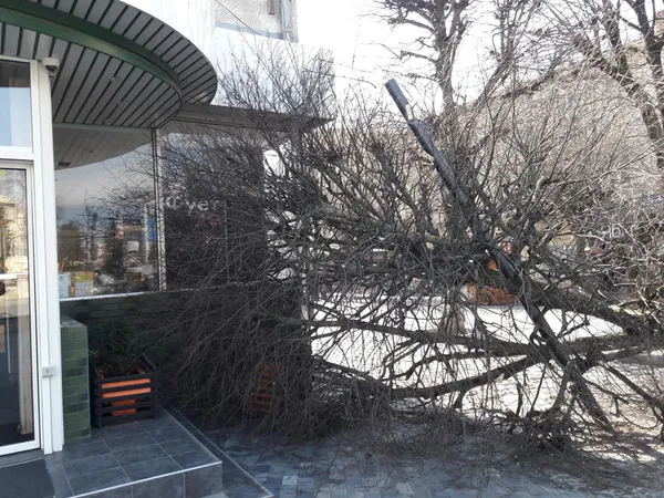 У центрі Луцька на магазин впало дерево (ФОТО)