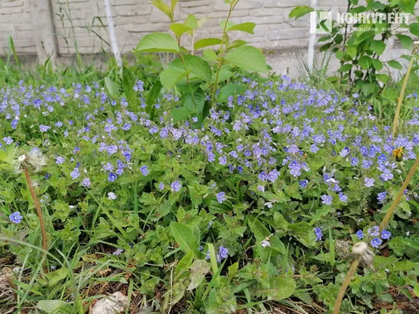 Коронавірус? Ні, не чули